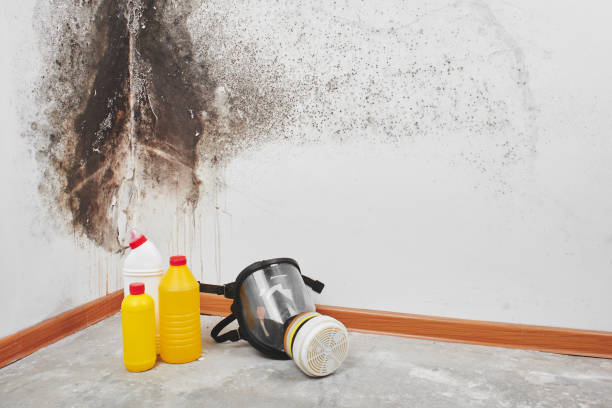 Best Black Mold Removal  in Longview, TX