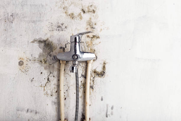  Longview, TX Mold Removal Pros