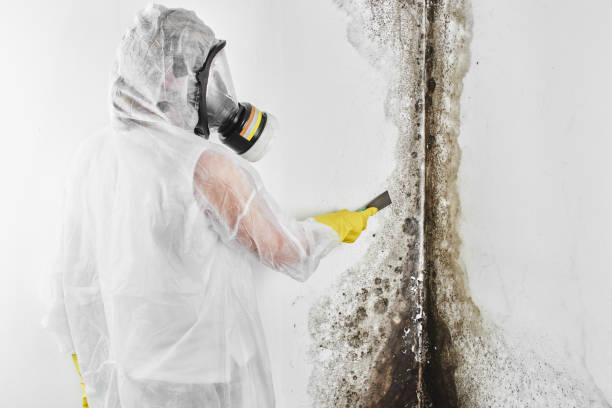 Best Best Mold Removal Companies  in Longview, TX