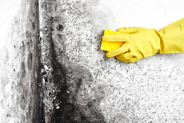 Best Mold Remediation  in Longview, TX