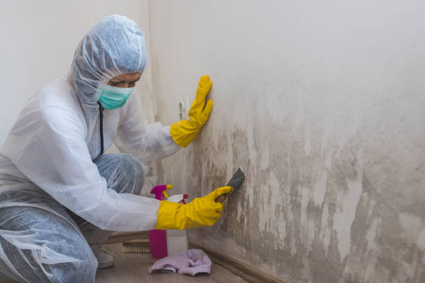 Best Fast Mold Removal  in Longview, TX