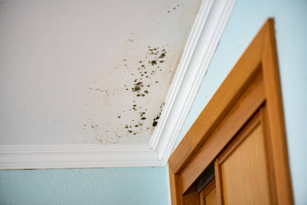 Trusted Longview, TX Mold Removal Experts