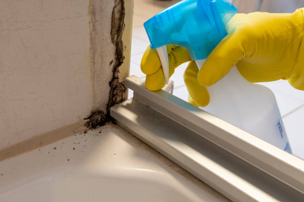 Best Black Mold Removal  in Longview, TX