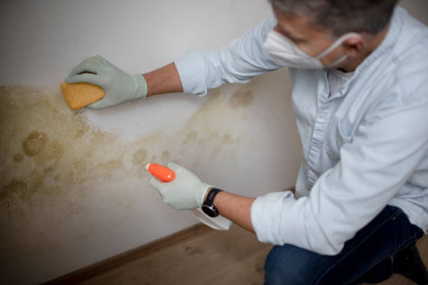 Best Mold Remediation  in Longview, TX