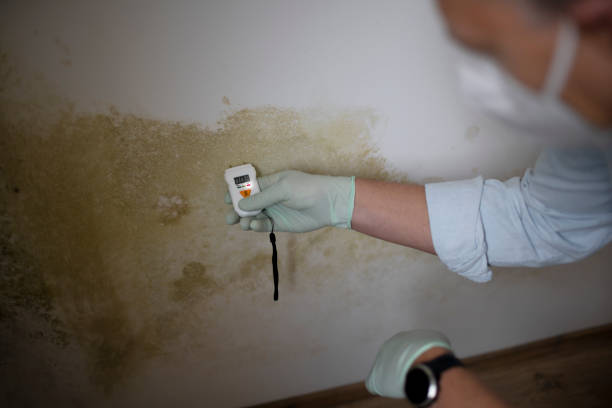 Best Certified Mold Removal  in Longview, TX