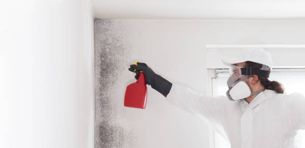 Reliable Longview, TX Mold Removal Solutions