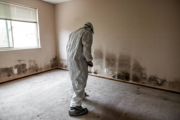 Best Best Mold Removal Companies  in Longview, TX