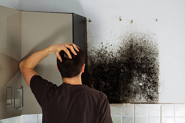 Best Local Mold Removal Service  in Longview, TX