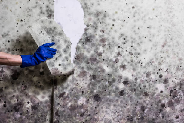 Mold Removal and Inspection in Longview, TX