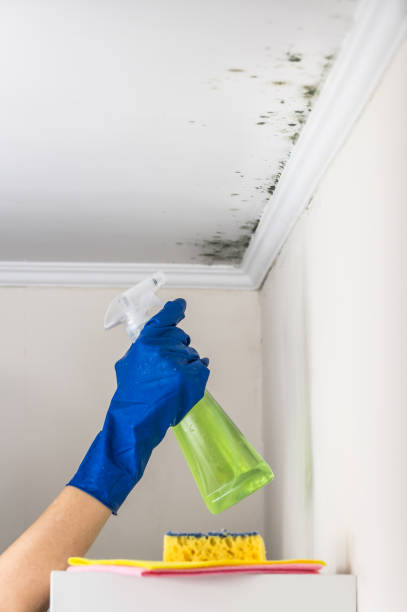 Best Professional Mold Removal  in Longview, TX