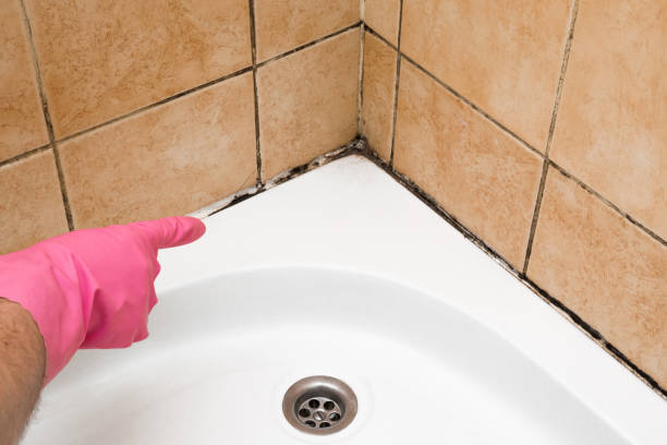 Mold Removal and Inspection in Longview, TX